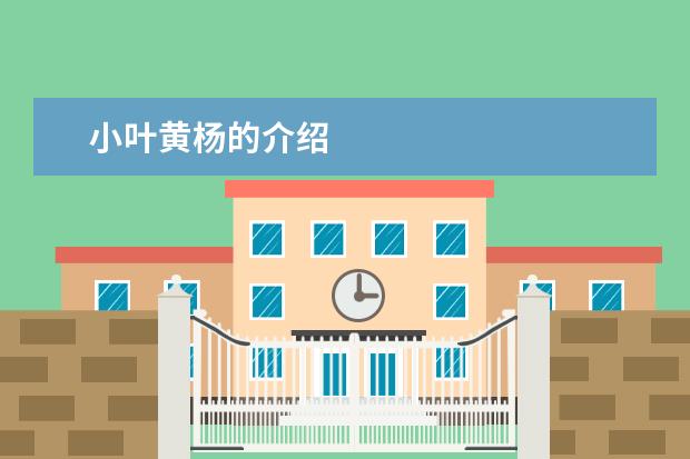 小叶黄杨的介绍