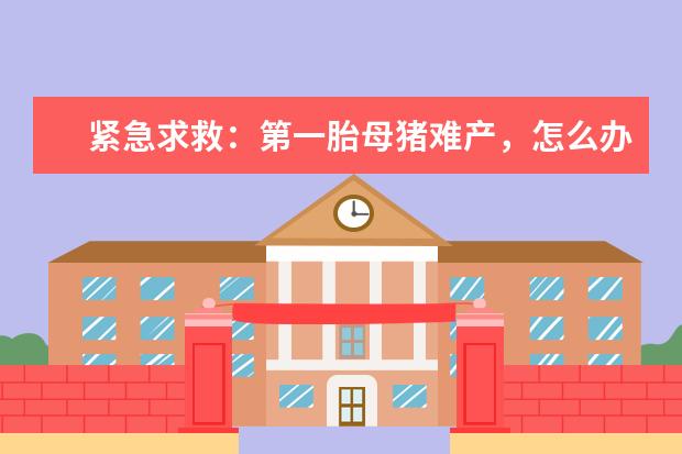 紧急求救：第一胎母猪难产，怎么办